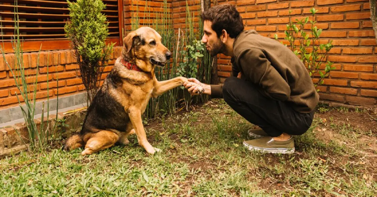 Dogs: Comprehensive Guide on Man’s Best Friend