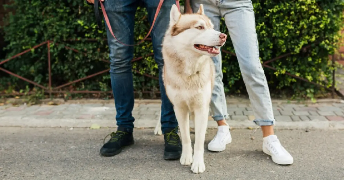 puppy:iuuiiqqqwao= dogs: About Man’s Best Friend